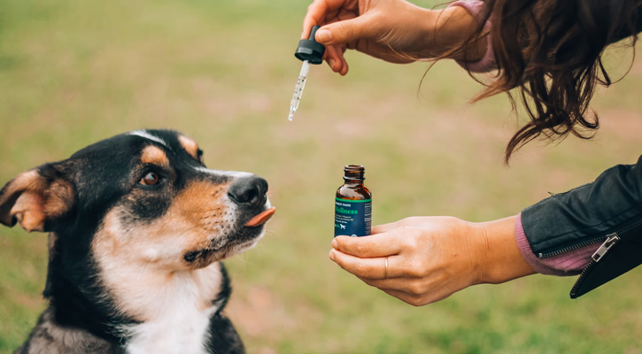 Pain Management for pets