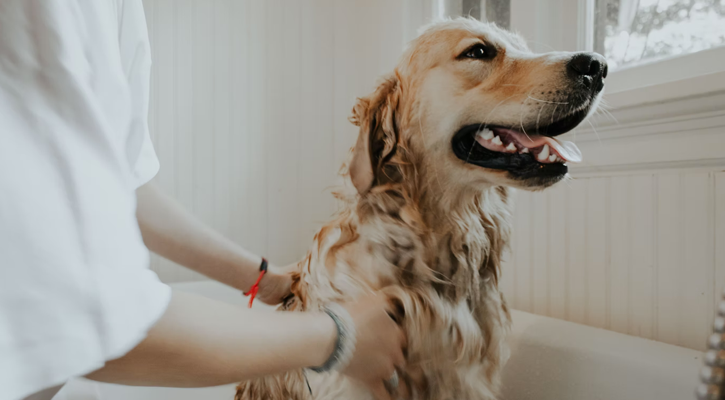 Home | Animal Clinic of Oxford Home | Animal Clinic of Oxford