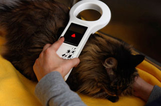 microchipping for pets