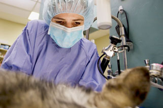 Pet surgery