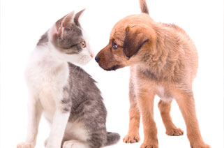 Puppy and Kitten Care